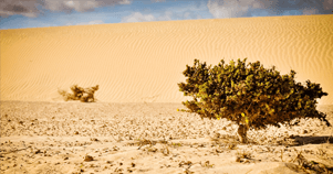 Deň v púšti