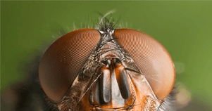 Farby očami hmyzu