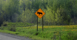 Ochrana zvierat na cestách