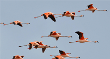 Sťahovavé vtáky ,,vidia“ magnetické pole