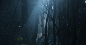 Strašidelné lesy sveta