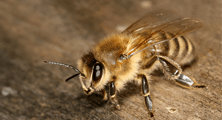 Včely a ich závislosti