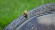 Včely a voda