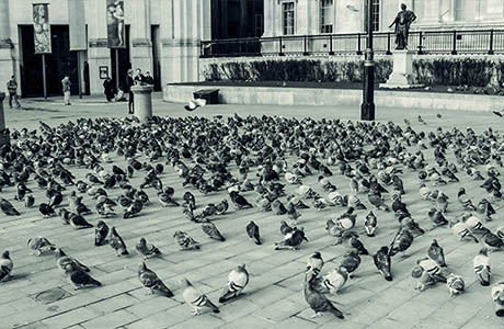 Vtáky a mestá