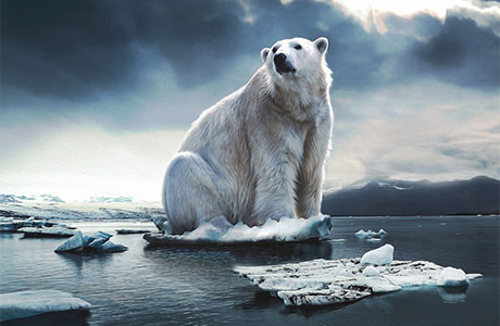 Roztápanie ľadovcov ohrozuje živočíchy