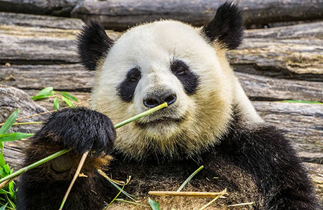 Panda veľká - symbol ochrany prírody