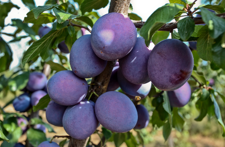 Chuť, ktorú čas nezmazal: Prečo je cool pestovať staré ovocné odrody?