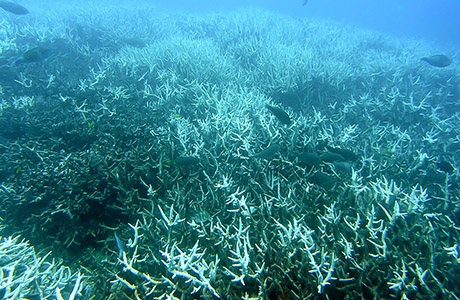 Veľká koralová bariéra umiera