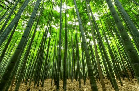 Všestranný bambus