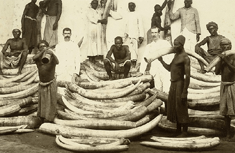 Obchod so slonovinou