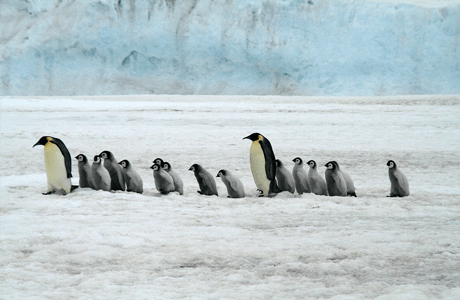 Tučniaky: Z letca plavec