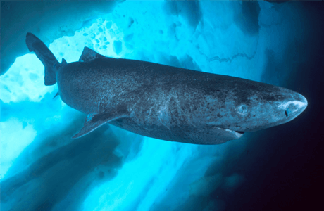 Žralok grónsky