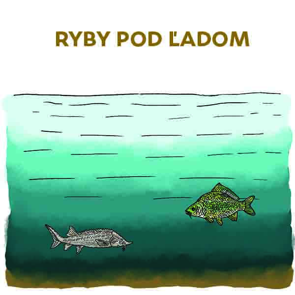 Ryby pod ľadom