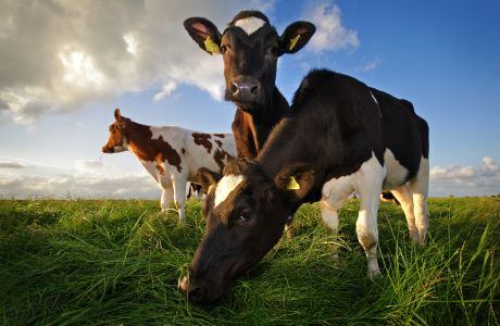Kravy a nimi vypúšťaný metán