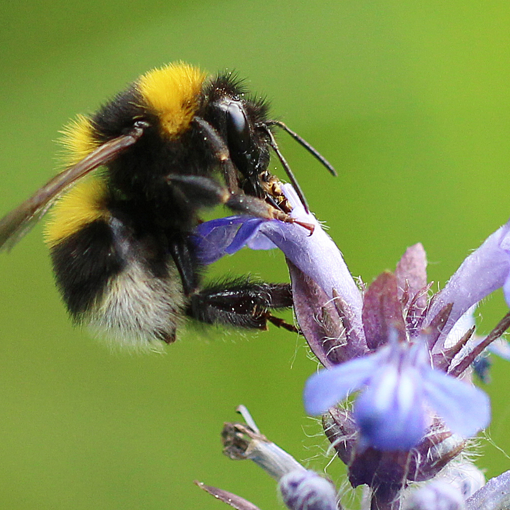 Dobrovoľnícka jednodňovka priamo v Bratislave