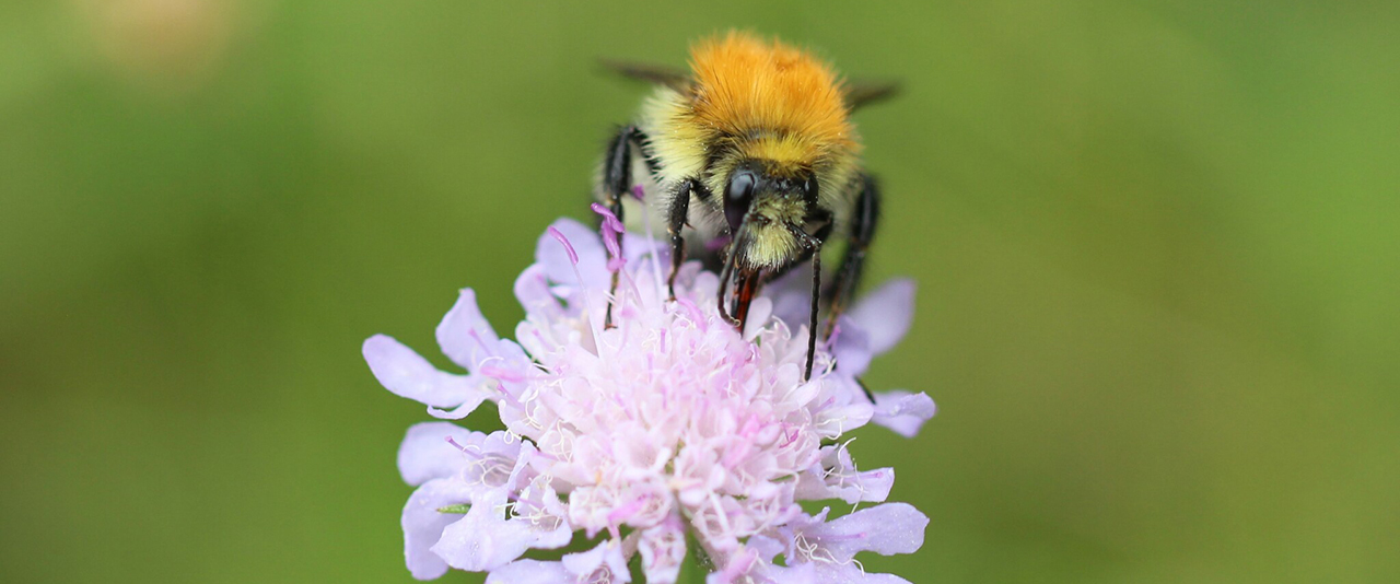 Dobrovoľnícka jednodňovka priamo v Bratislave