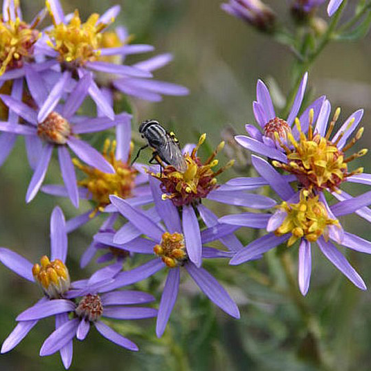 Poďme spolu zachrániť astru - Hviezdovec sivý (Gallatela cana)