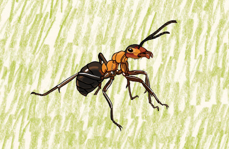 Kvíz o mravcovi